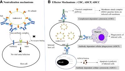 Protective roles and protective mechanisms of neutralizing antibodies against SARS-CoV-2 infection and their potential clinical implications